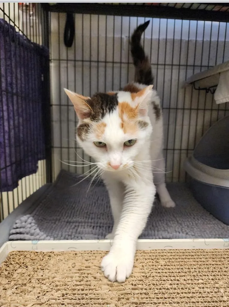 Georgina thumbnail 6