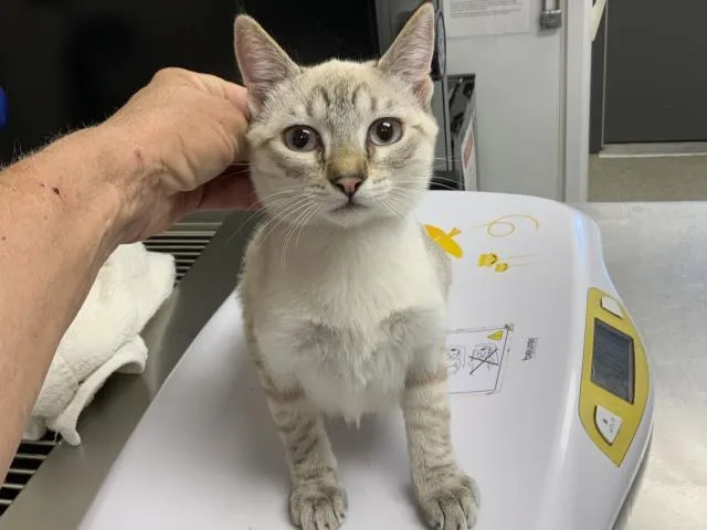 A baby small-sized female Siamese cat named Luna for adoption in Visalia, CA