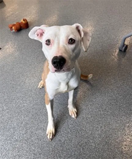 A young medium-sized female Pit Bull Terrier dog named Peony for adoption in Toledo, OH