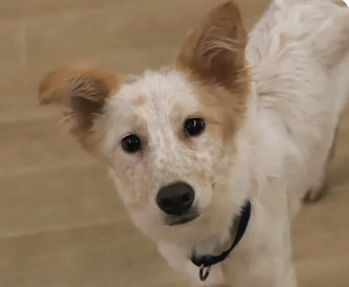 A baby medium-sized female Collie dog named Ria for adoption in San Ramon, CA