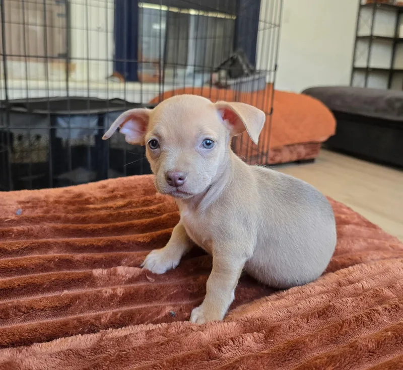 A baby small-sized female Chihuahua dog named Triscuit for adoption in Redwood City, CA