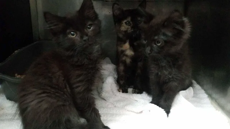 A young medium-sized male Domestic Medium Hair cat named Unknown for adoption in Burgaw, NC