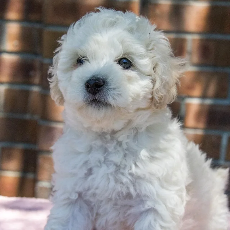 Marigold thumbnail 2