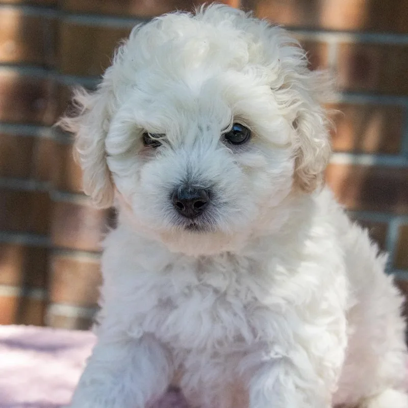 Marigold thumbnail 3