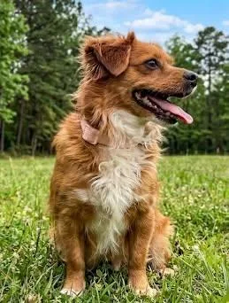 An adult small-sized female Shetland Sheepdog / Sheltie dog named Lil Girl for adoption in Morton Grove, IL