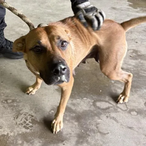 A young large-sized female Mixed Breed dog named Peaches for adoption in Pensacola, FL