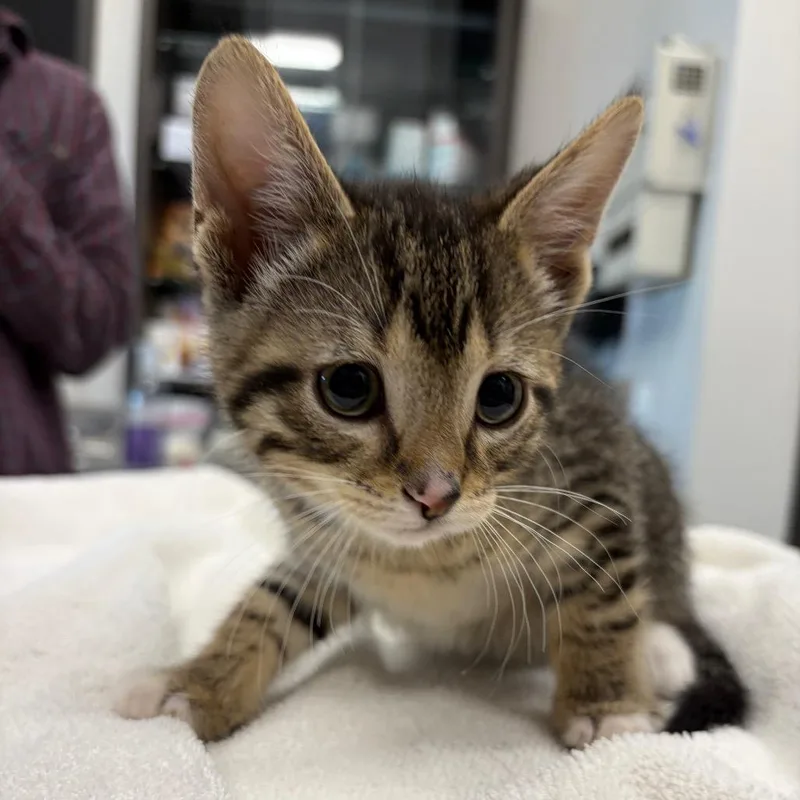 A baby small-sized male Brown / Chocolate Domestic Short Hair cat named Super Trouper for adoption in Hinsdale, IL