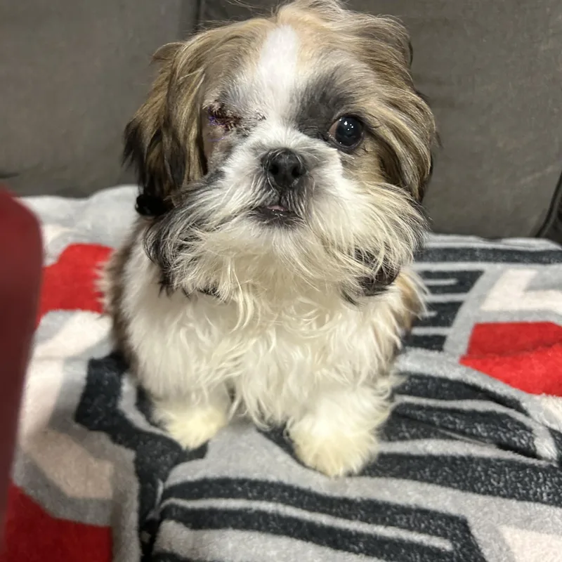 A baby small-sized male White / Cream Shih Tzu dog named Slim shady. Super happy for adoption in Antwerp, OH