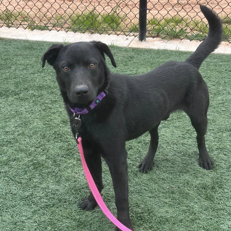 An adult medium-sized male Black Labrador Retriever dog named Oreo for adoption in Abilene, TX