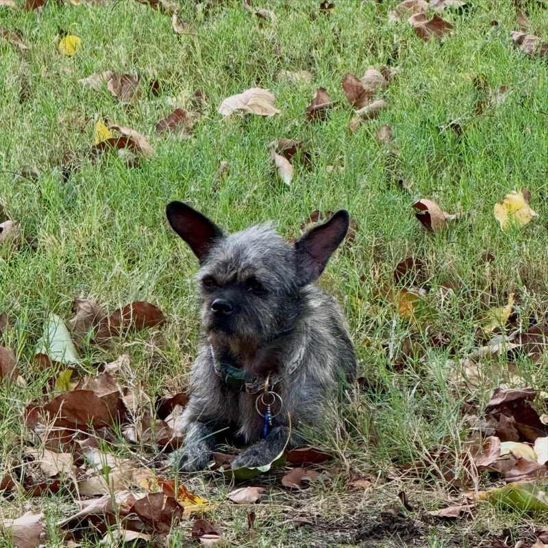 An adult small-sized female Terrier dog named Eloise for adoption in Edmond, OK