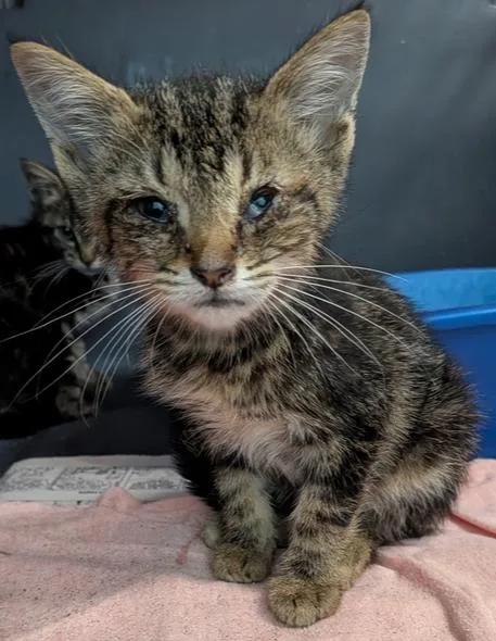 A baby small-sized female Tabby (Brown / Chocolate) Domestic Short Hair cat named Nevada for adoption in Evansville, IN