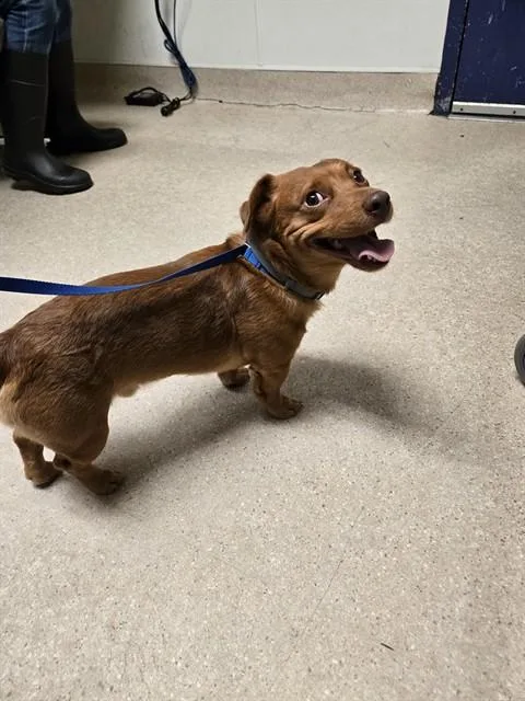 A young small-sized male Australian Cattle Dog / Blue Heeler dog named Loki for adoption in Bakersfield, CA