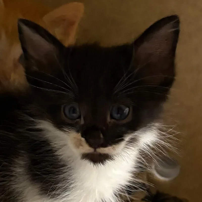 A baby small-sized male Domestic Short Hair cat named Batman for adoption in San Antonio, TX