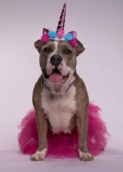 An adult large-sized female Pit Bull Terrier dog named Pickles for adoption in Atlanta, GA