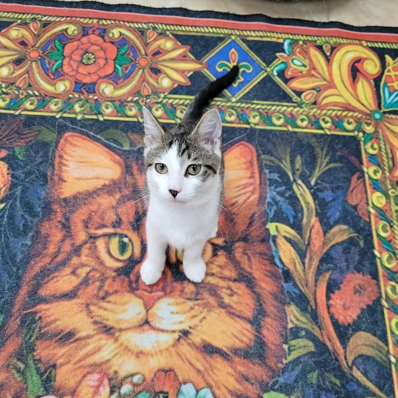 A baby small-sized male Tabby (Brown / Chocolate) Domestic Short Hair cat named Chaos for adoption in Rochester, NY