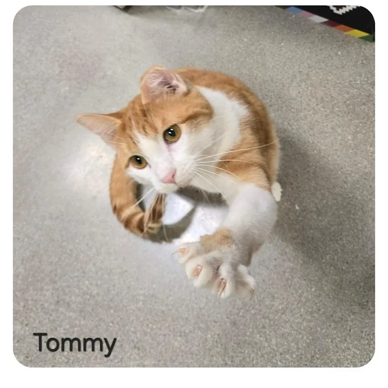 Tommy thumbnail 5