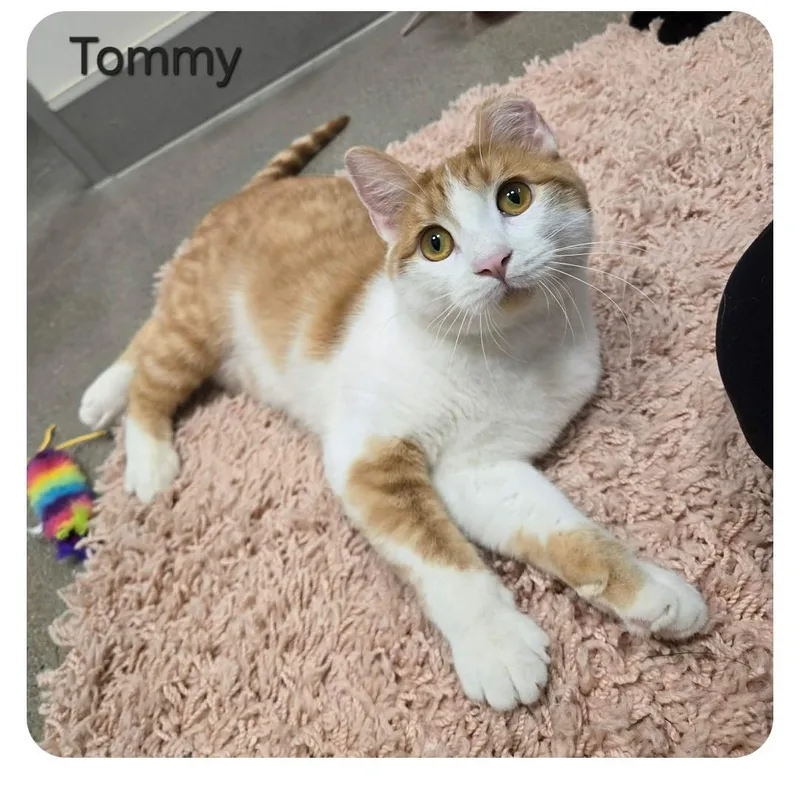 Tommy thumbnail 6