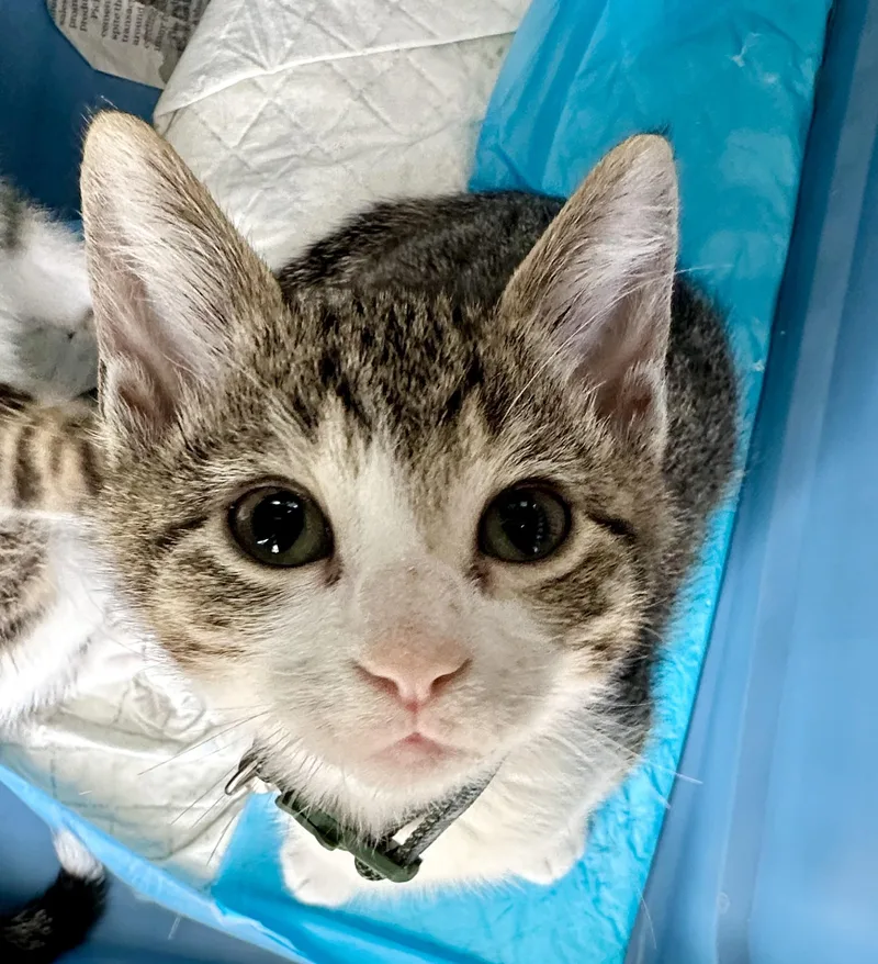 A baby small-sized male Tabby (Tiger Striped) Tabby cat named Schmidt for adoption in Edmond, OK