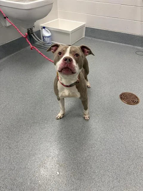A young medium-sized male Pit Bull Terrier dog named Malthazar for adoption in Indianapolis, IN