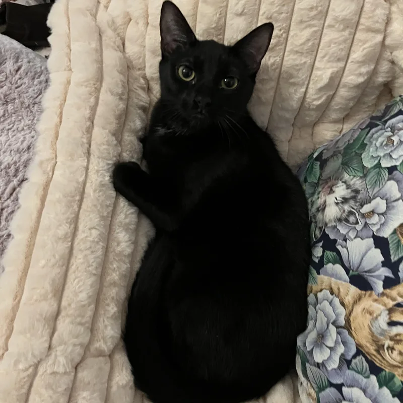 A young medium-sized female Black American Shorthair cat named Gonza Bon Bon for adoption in North Chesterfield, VA