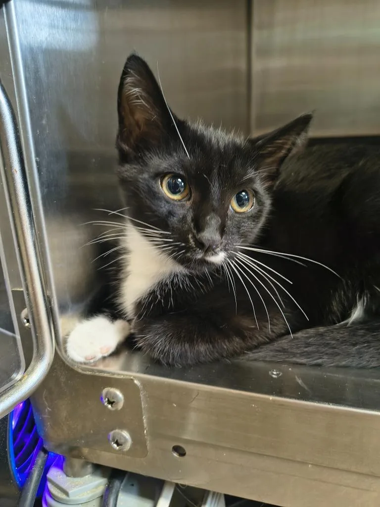 A baby medium-sized female Domestic Short Hair cat named Roz for adoption in Maryville, TN