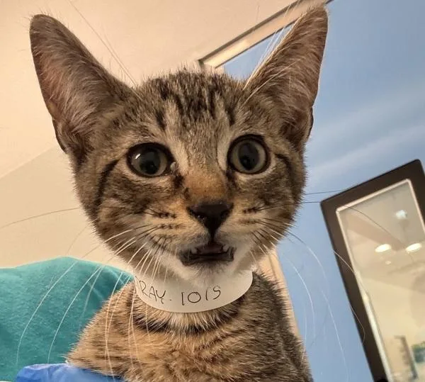 A baby small-sized male Domestic Short Hair cat named Go Go for adoption in Ridgewood, NY