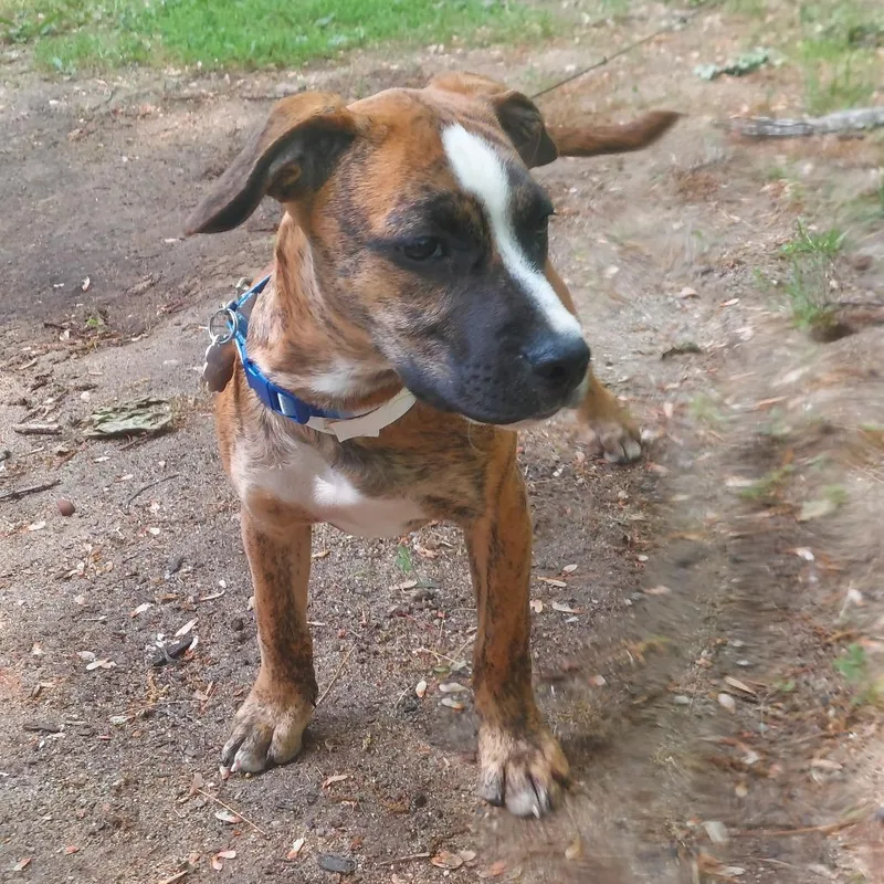 A baby small-sized female Brindle Mixed Breed dog named Strawberry Cough Avail By for adoption in Kennebunk, ME