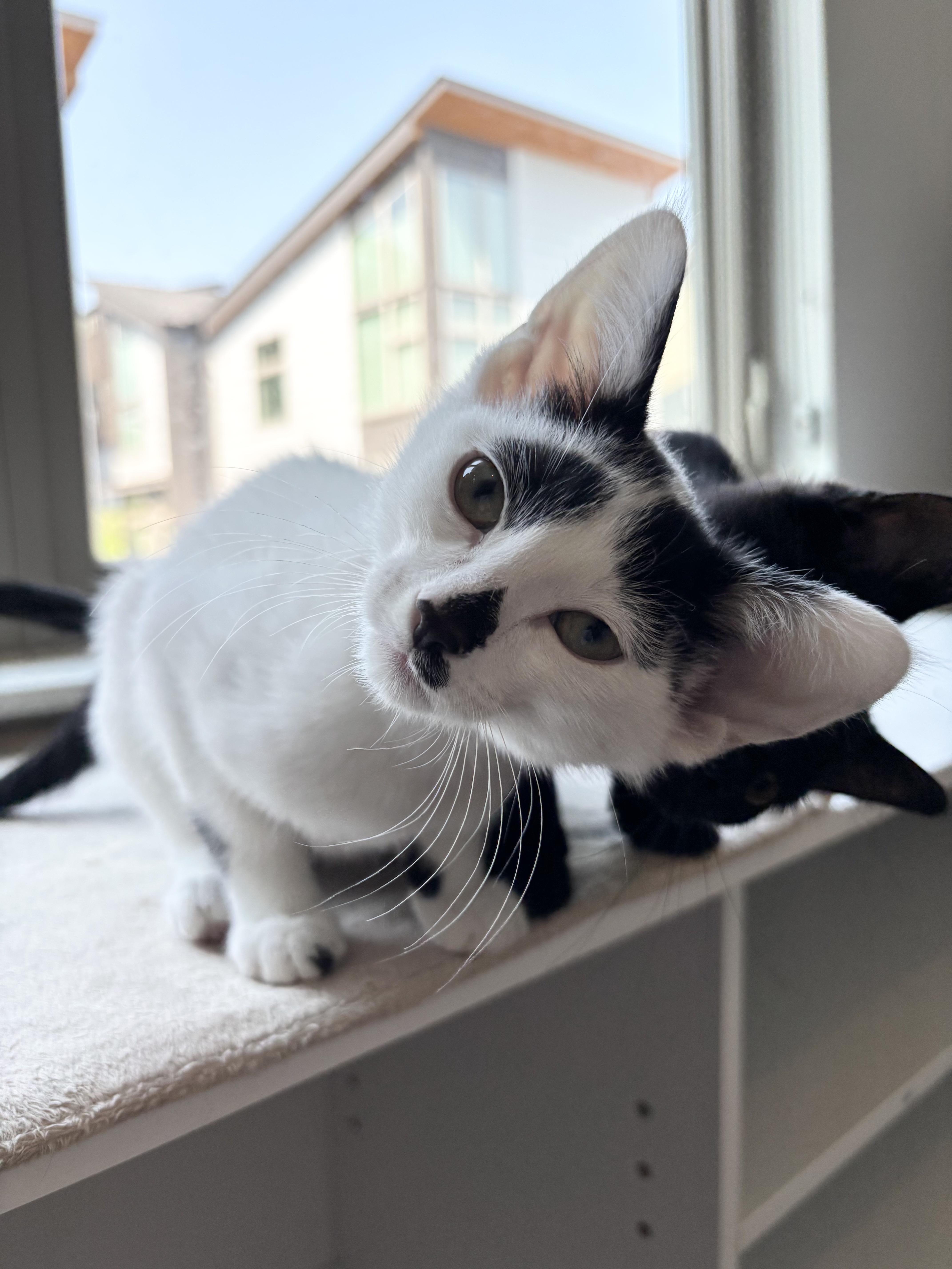 A baby small-sized male Black & White / Tuxedo Domestic Short Hair cat named Toaster for adoption in Nashville, TN