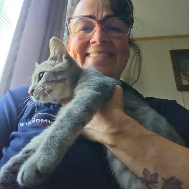A young medium-sized male Gray / Blue / Silver Domestic Short Hair cat named George for adoption in Edwardsville, IL