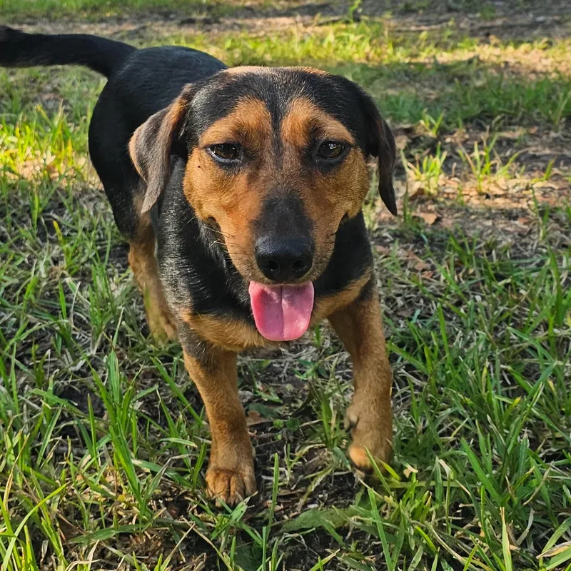 An adult small-sized female Bicolor Dachshund dog named Ellie for adoption in Cleveland, TX
