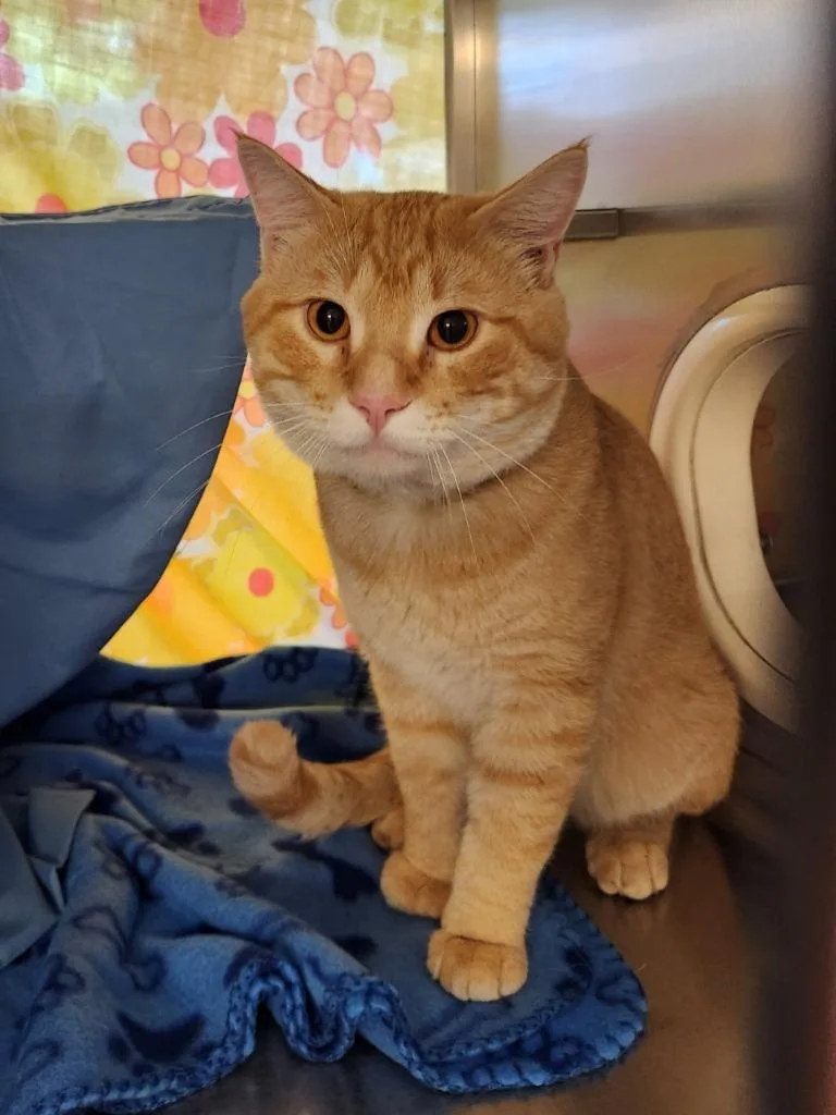 An adult small-sized male Domestic Short Hair cat named Simba for adoption in Grand Forks, ND