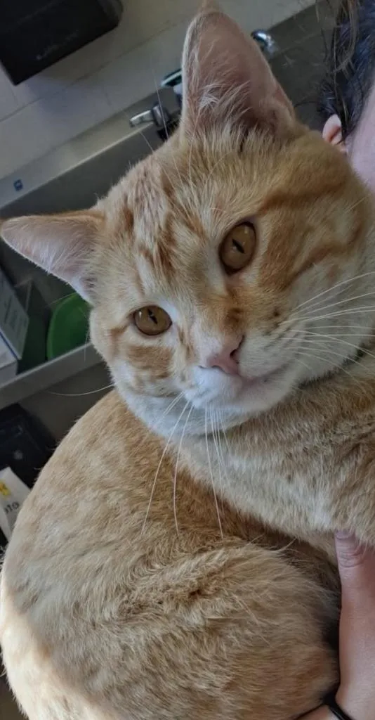Simba thumbnail 2