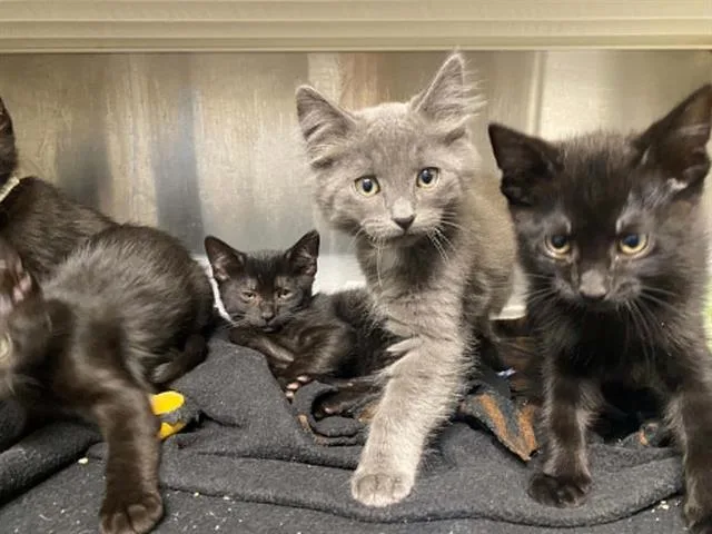 A baby small-sized male Domestic Medium Hair cat named Ghost for adoption in Tustin, CA