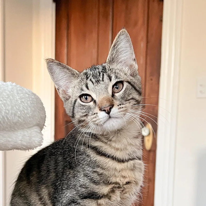 A baby medium-sized male Tabby cat named Edward Scissorpaws for adoption in Cincinnati, OH