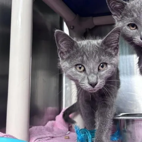 A baby small-sized male Gray & White Domestic Short Hair cat named Hippopotamus for adoption in Marion, NC