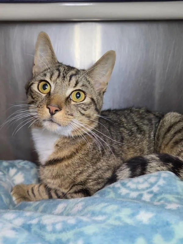 A young medium-sized male Domestic Short Hair cat named Jameson for adoption in Millersville, MD
