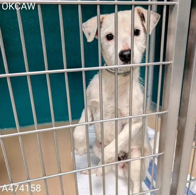 A young small-sized male Parson Russell Terrier dog named A for adoption in Oklahoma City, OK
