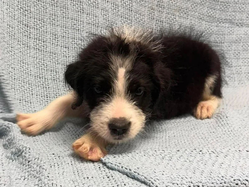 A baby medium-sized male Black Terrier dog named Alex for adoption in Maryville, MO