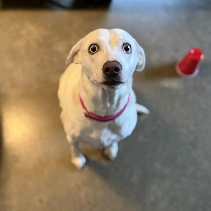An adult medium-sized female White / Cream Dalmatian dog named Beatrice for adoption in Pittsford, VT