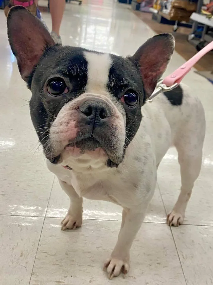 Marlowe Jean thumbnail 3