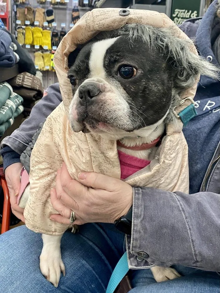 Marlowe Jean thumbnail 5