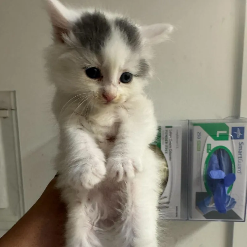 A baby small-sized female White Domestic Long Hair cat named Her Majesty for adoption in Los Angeles, CA