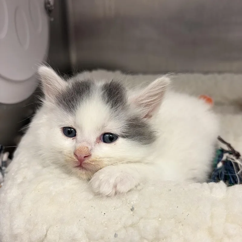 Her Majesty thumbnail 2