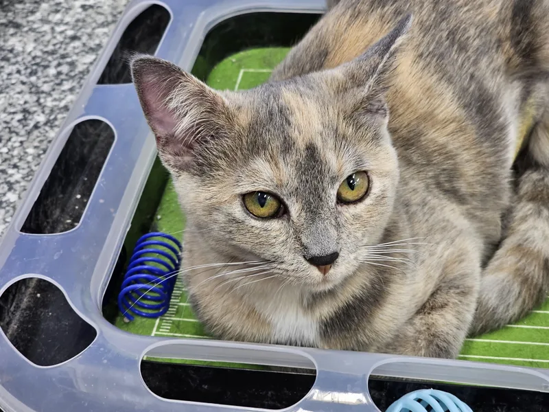 A young medium-sized female Dilute Calico Domestic Short Hair cat named Star for adoption in Dunkirk, NY