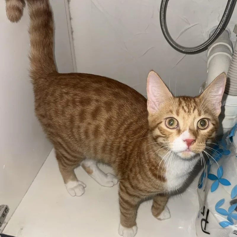 A young medium-sized male Orange / Red Domestic Short Hair cat named Dior for adoption in Prosper, TX