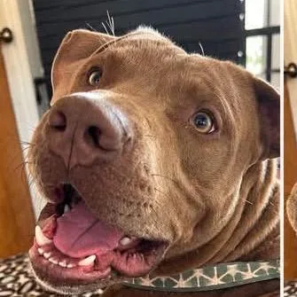 An adult medium-sized male Brown / Chocolate Pit Bull Terrier dog named Fanta for adoption in St. Peters, MO