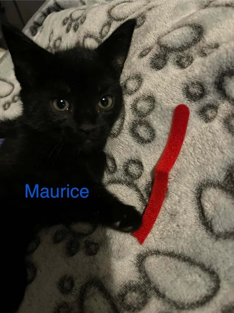 A baby small-sized male Black Domestic Short Hair cat named Maurice for adoption in Virginia Beach, VA