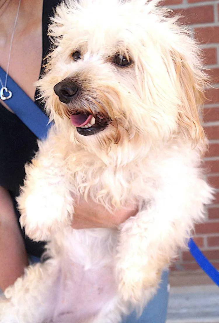 An adult small-sized female White / Cream Maltipoo dog named Sandy for adoption in Carrollton, TX