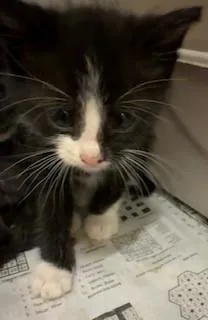 A baby medium-sized male Black & White / Tuxedo Domestic Short Hair cat named Graffiti for adoption in Mason City, IA