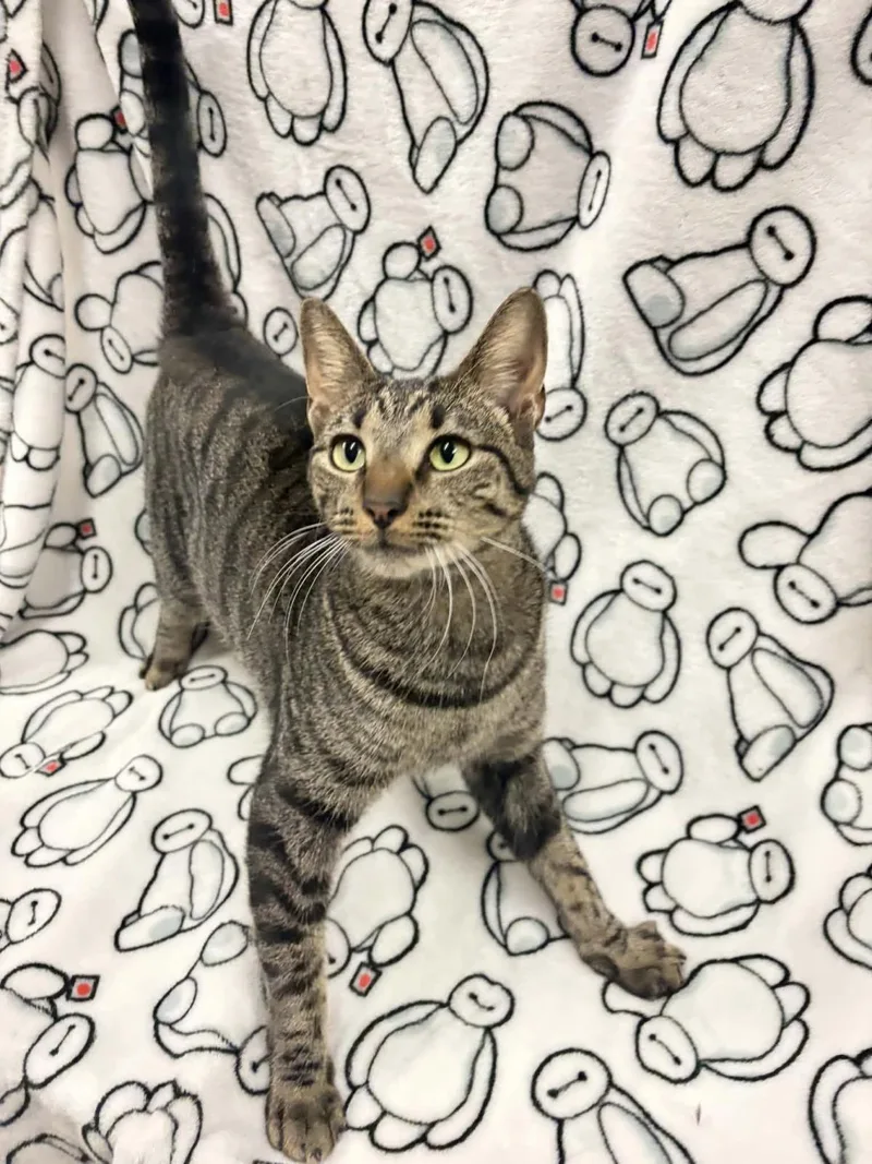 An adult medium-sized female Domestic Short Hair cat named Rain for adoption in Rockwall, TX